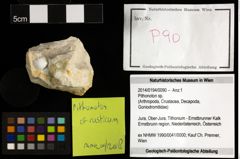 Foto (Objekt + Etiketten) von Pithonoton cf. rusticum (Patrulius, 1966) 